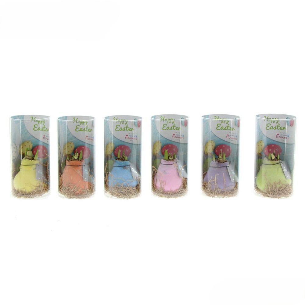 No Water Flowers® - Sugar pastel mix, In giftbag